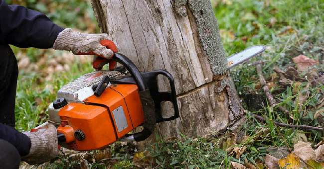 Tree Branch Cutting